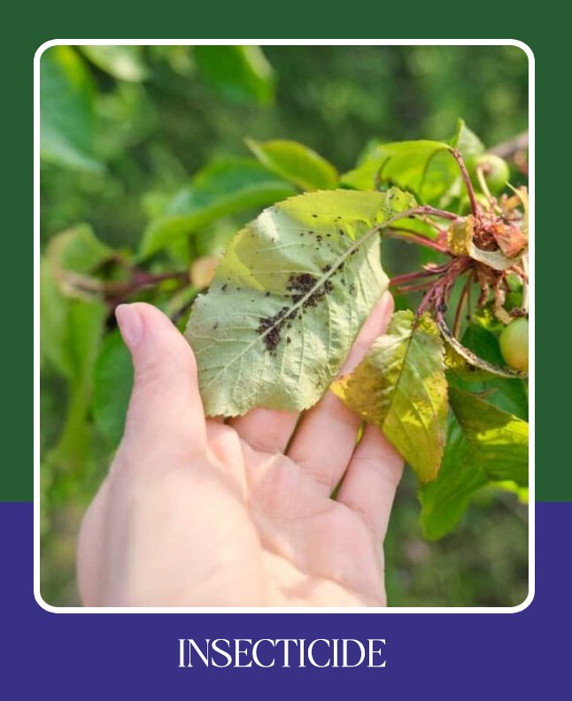 INSECTICIDE